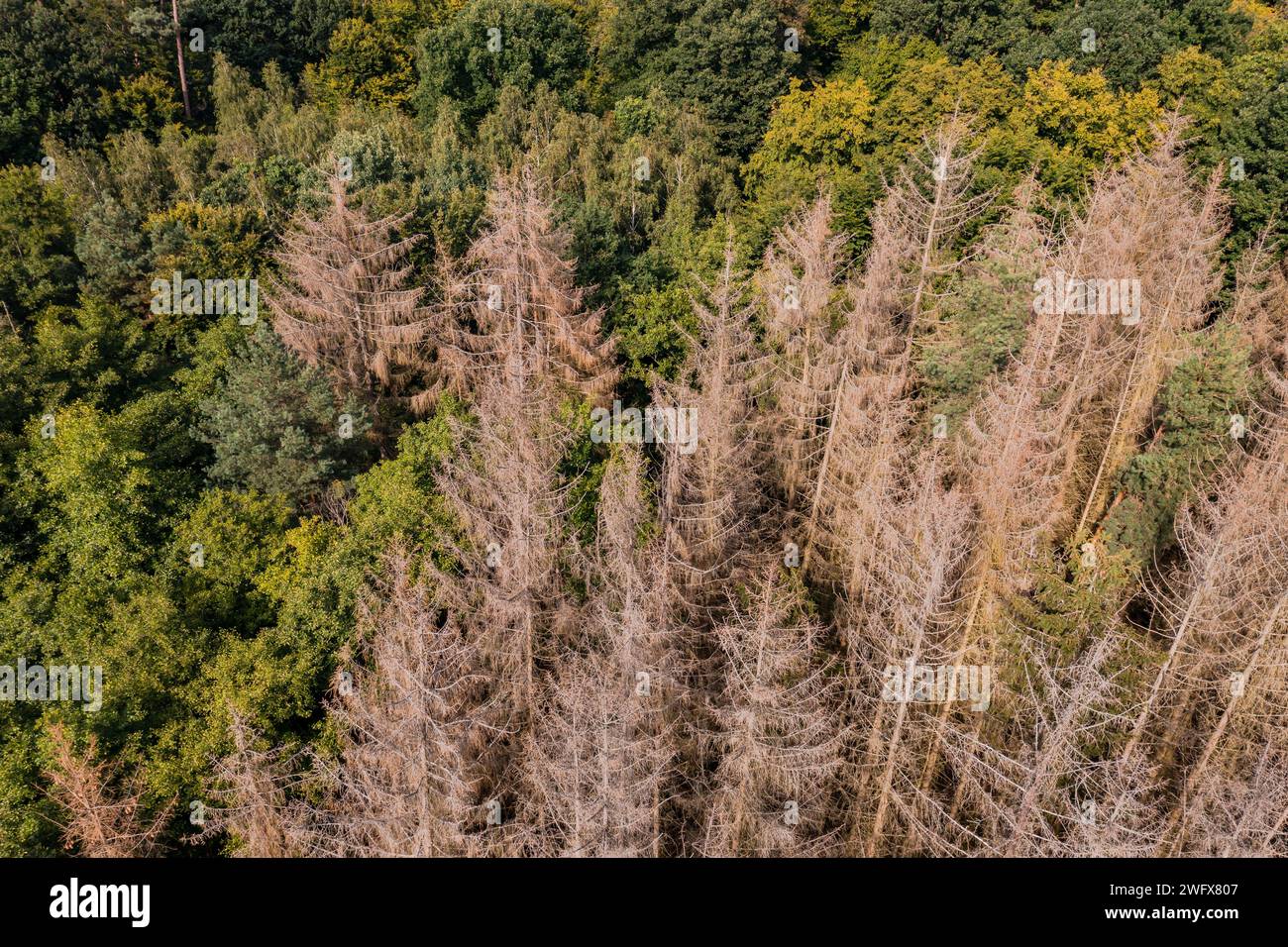 Gli abeti sensibili con elevata mortalità portano a un deterioramento della salute delle foreste Foto Stock