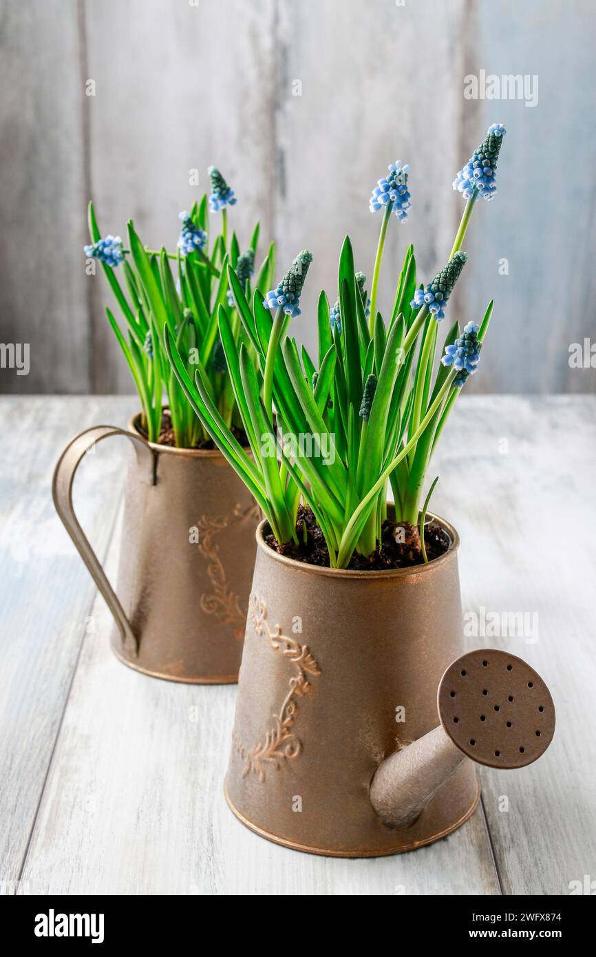 Fiori di Muscari in lattine innaffianti. Decorazioni primaverili Foto Stock