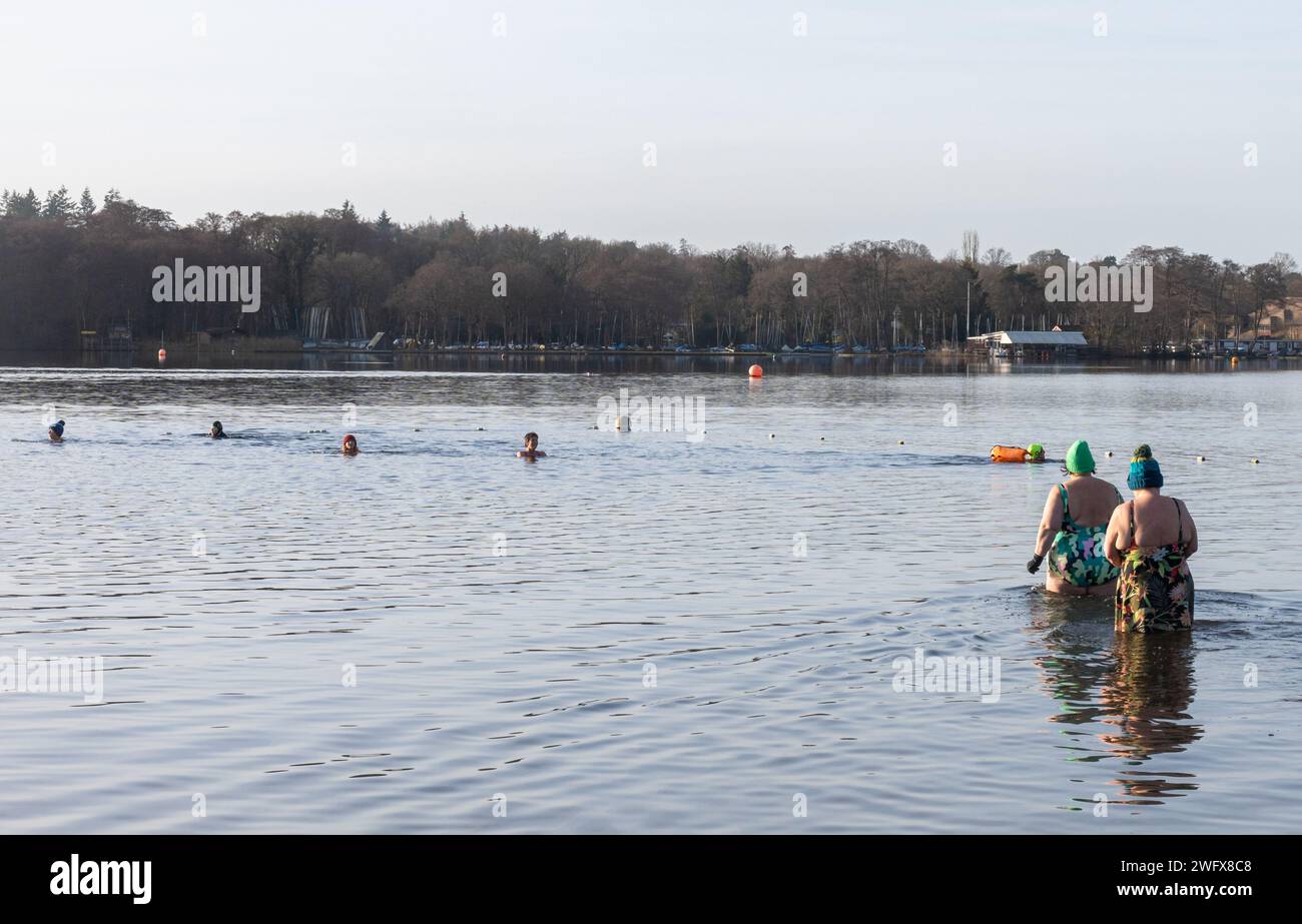 Nuotatori selvatici nuotano in acqua fredda al Frensham Great Pond in una mattina d'inverno, Surrey, Inghilterra, Regno Unito. Febbraio 2024. Concetto di benessere, salute, natura Foto Stock