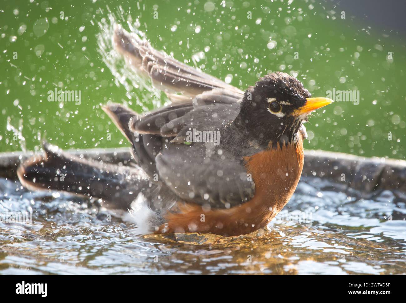 American Robin spruzzi in un bagno d'uccello Foto Stock