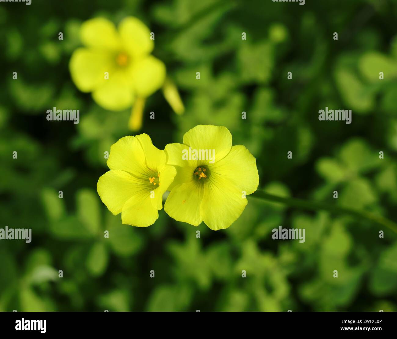 Molla. Oxalidaceae. Legno giallo sorgo - Oxalis pes-caprae in fiore. Conosciuto anche come Yellow Shamrock o Florida Buttercup (USA) Springtime - Portugal Foto Stock