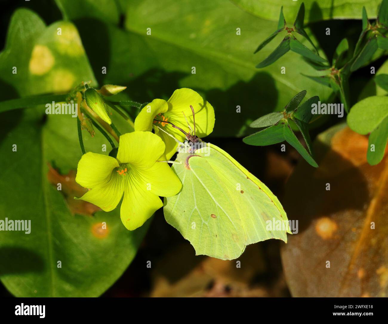 Una farfalla Brimstone - Gonepteryx rhamni si nutre di un fresco fiore di sorrel di legno. Oxalis pes-caprae. Early Springtime, Oeiras, Portogallo. Foto Stock