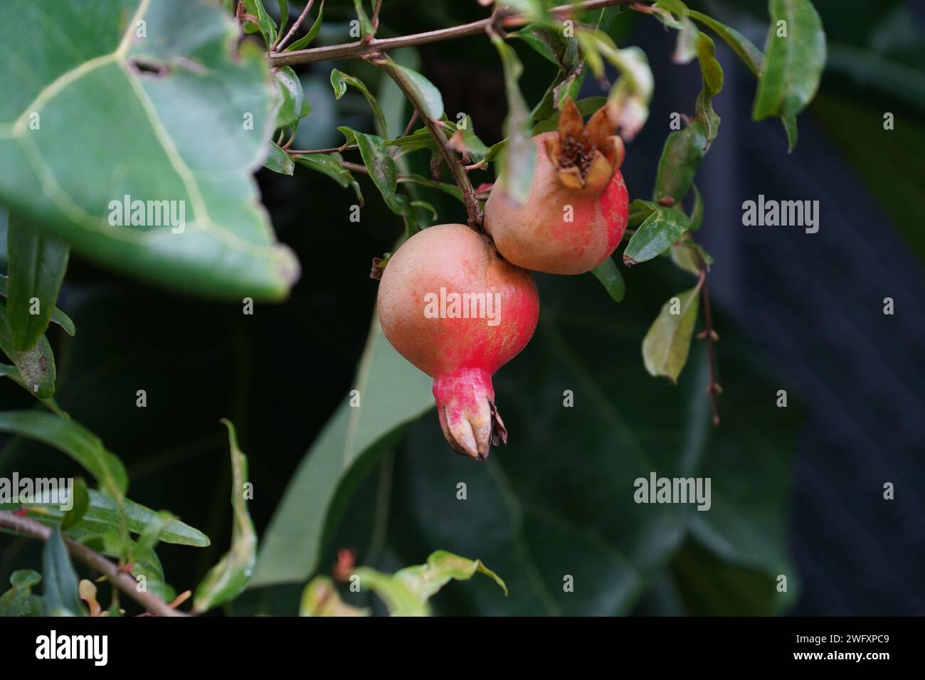 Due melograni su un albero di melograno in un giardino biologico Foto Stock