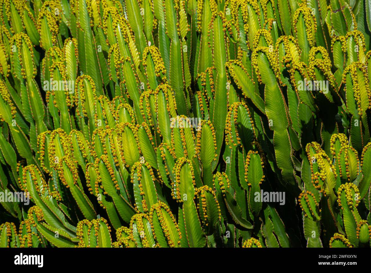 Dettaglio dei rami di un euphorbia fiorito ingloba a metà pomeriggio. Consistenza e contrasto di un cactus. Foto Stock