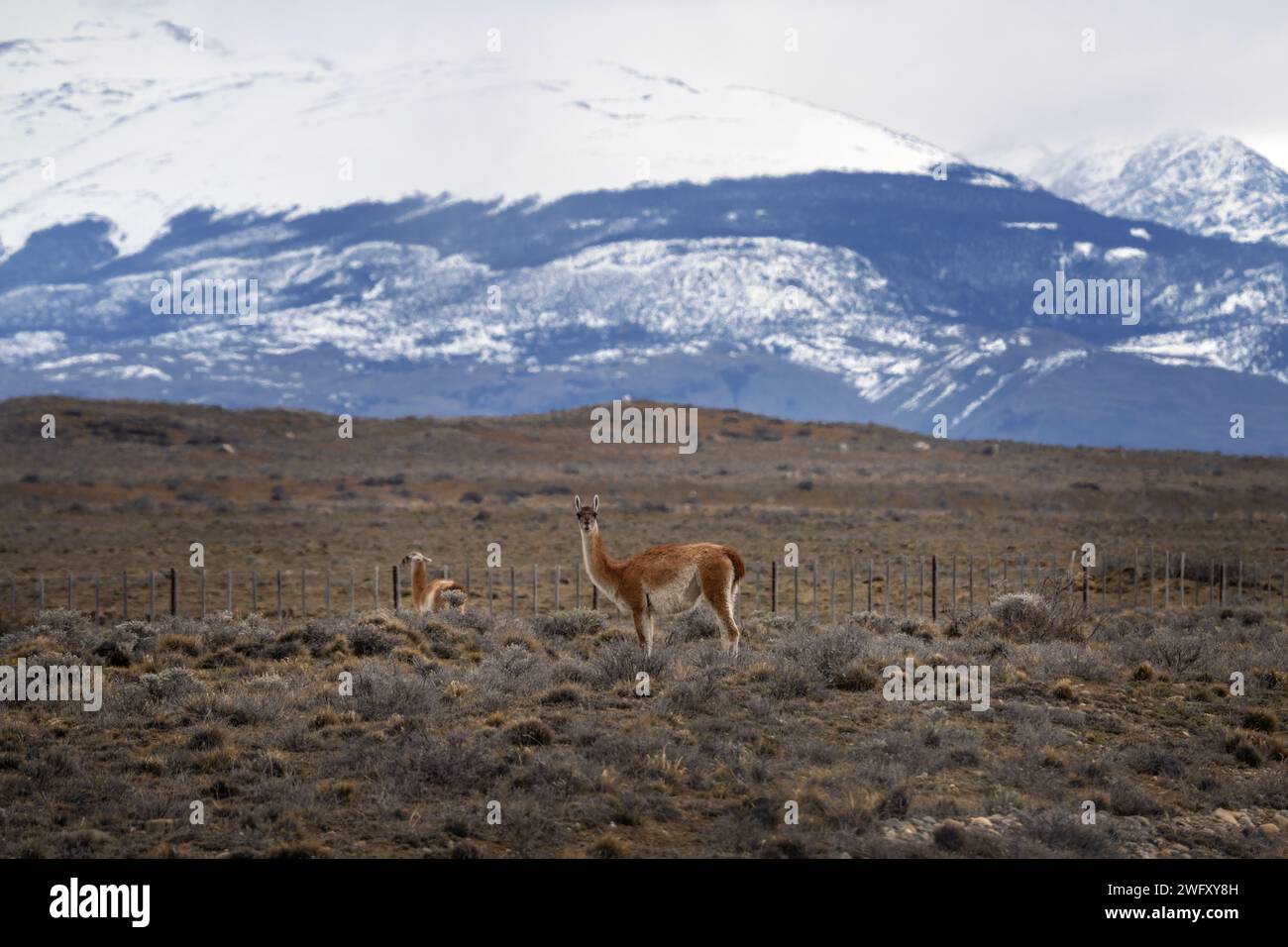 Guanaco nel parco nazionale Los Glaciares. Branco di lama sul prato in Argentina. Foto Stock