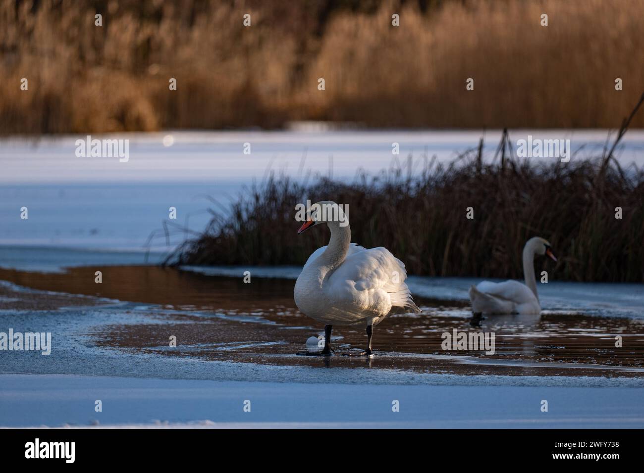 Un cigno in piedi sul ghiaccio di un lago ghiacciato. Foto Stock