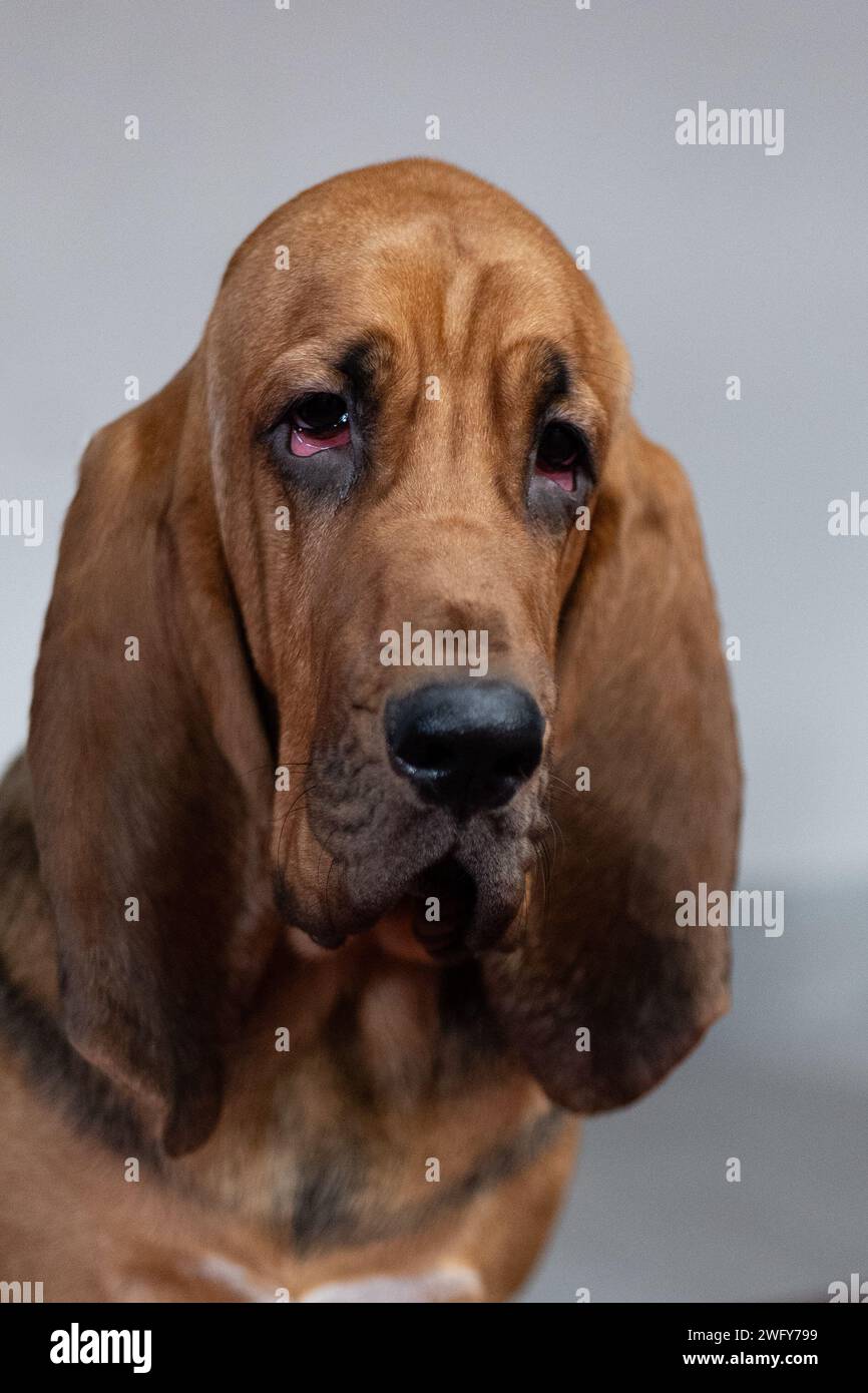 Ritratto di un cane da levriero su sfondo bianco. Foto Stock