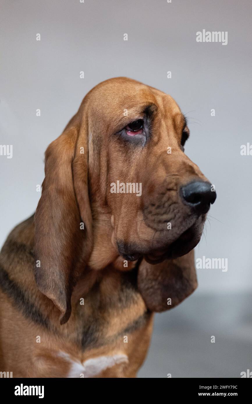 Ritratto di un cane da levriero su sfondo bianco. Foto Stock