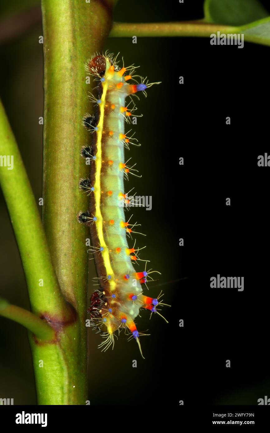 Fasi caterpillars (Opodiphthera eucalypti) della falena dell'imperatore Foto Stock