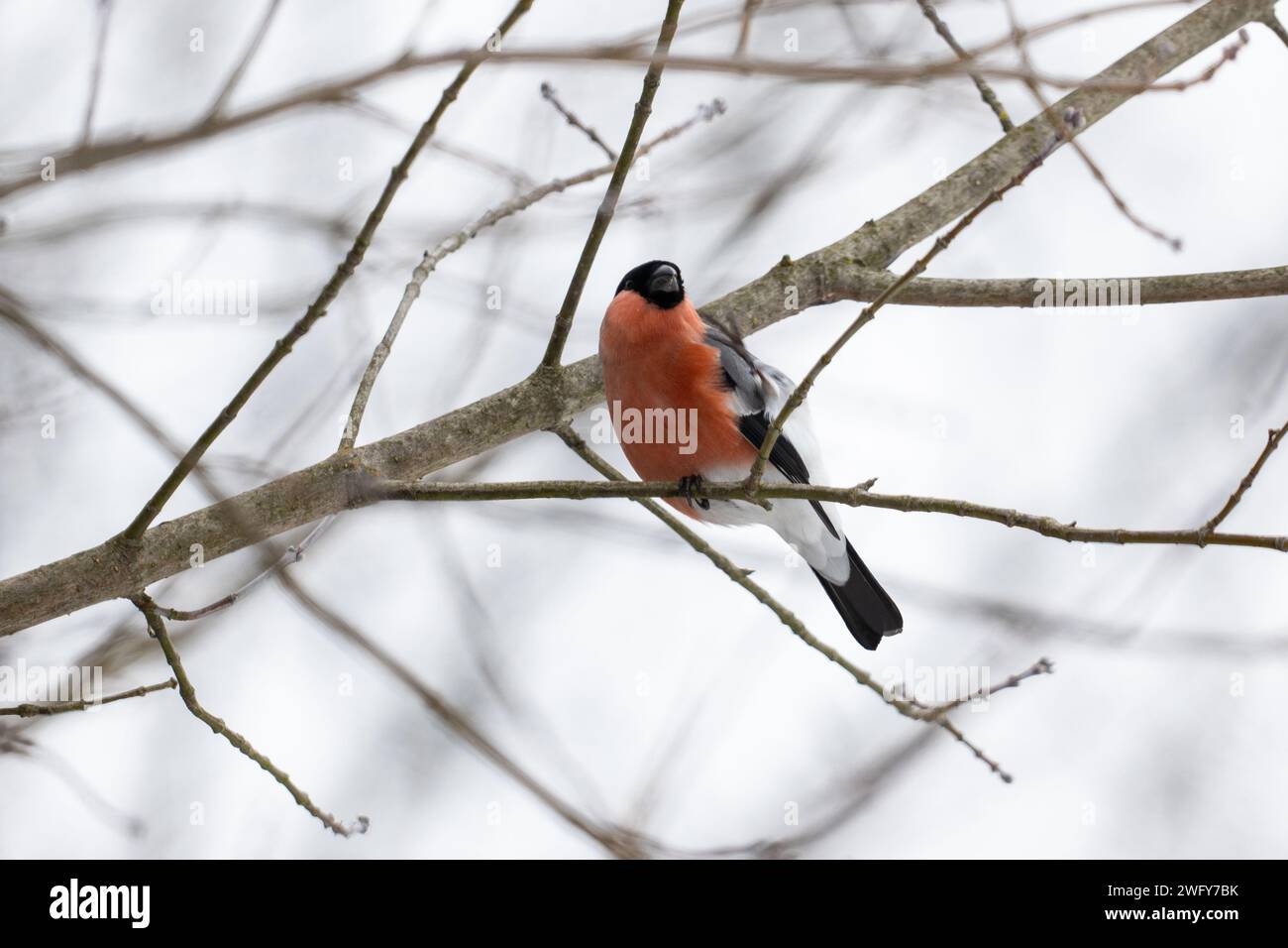 un bullfinch seduto su un ramo in inverno Foto Stock