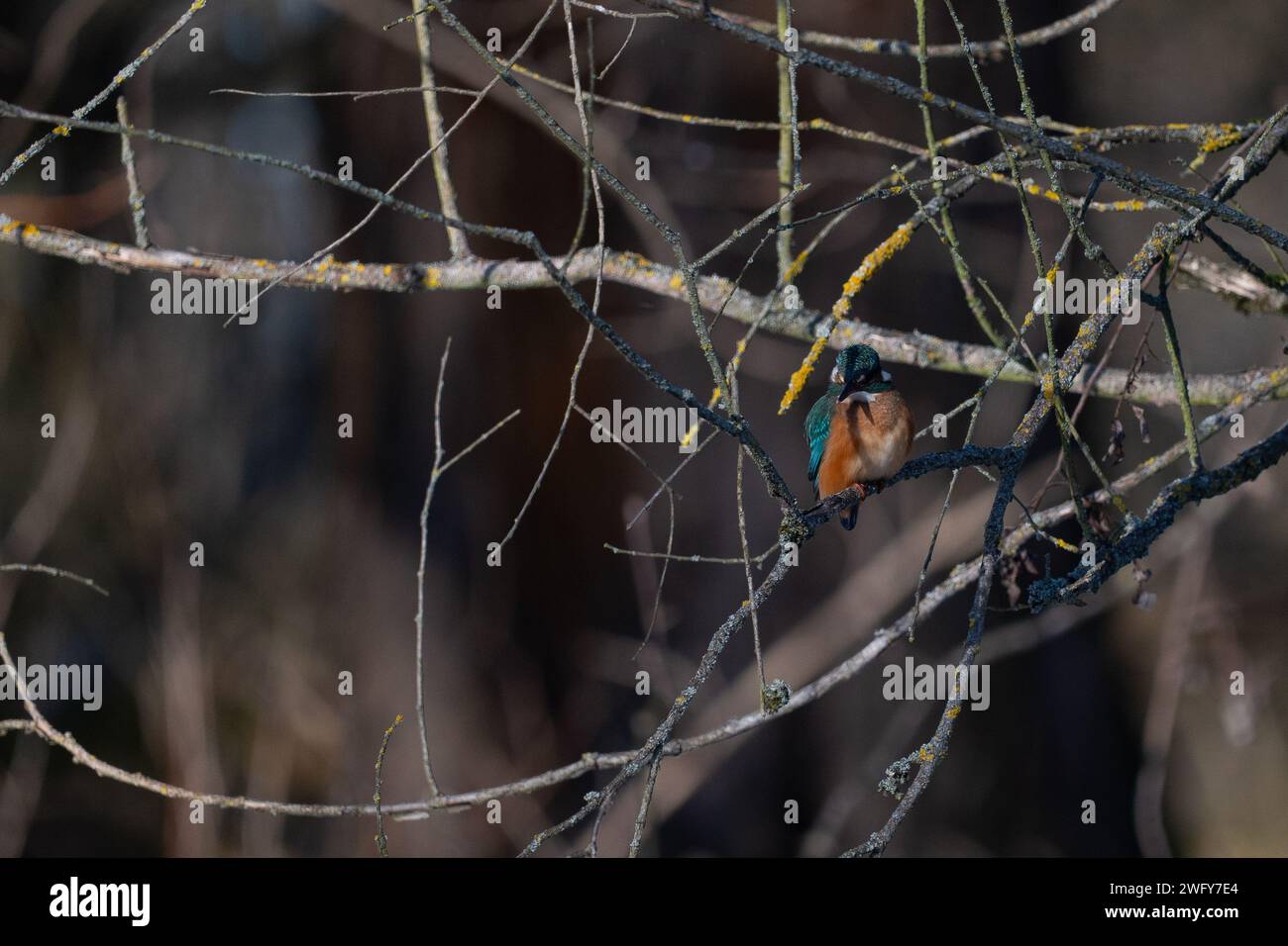 L'uccello KingFisher Alcedo atthis Foto Stock