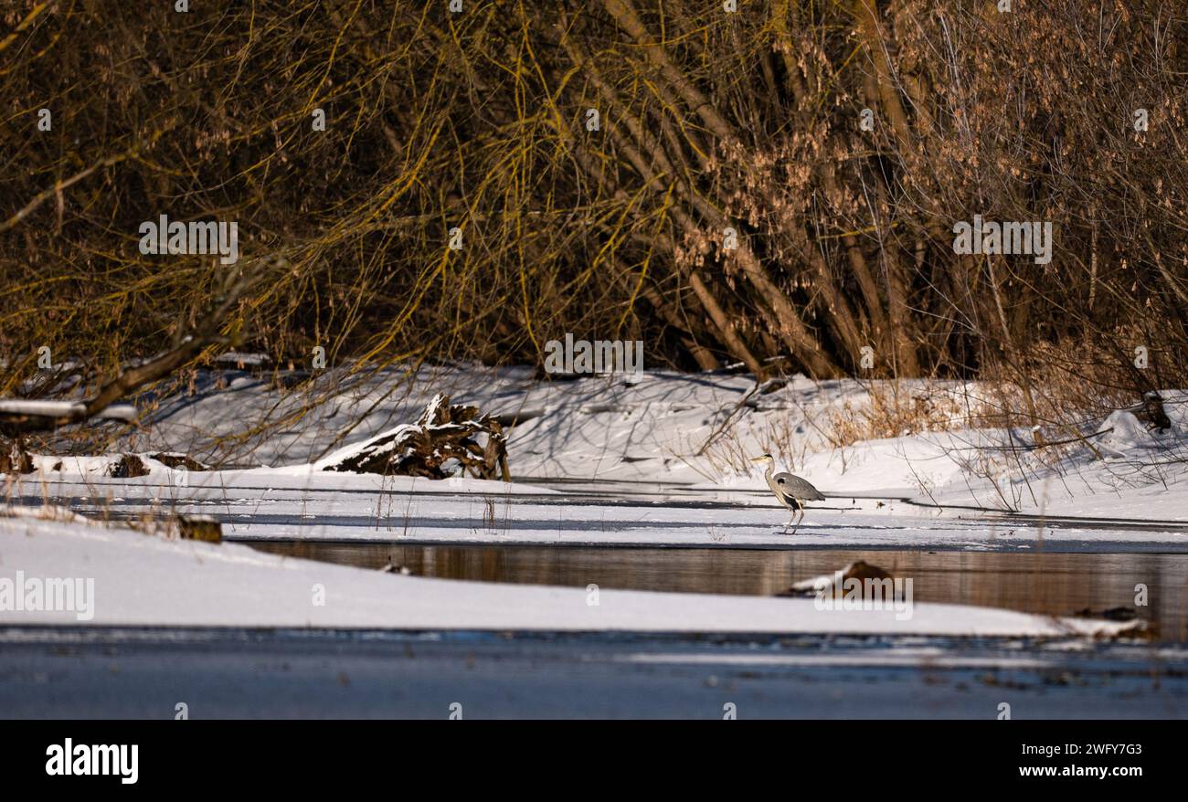 Paesaggio invernale, fiume Narew in Polonia, uccello Heron Foto Stock