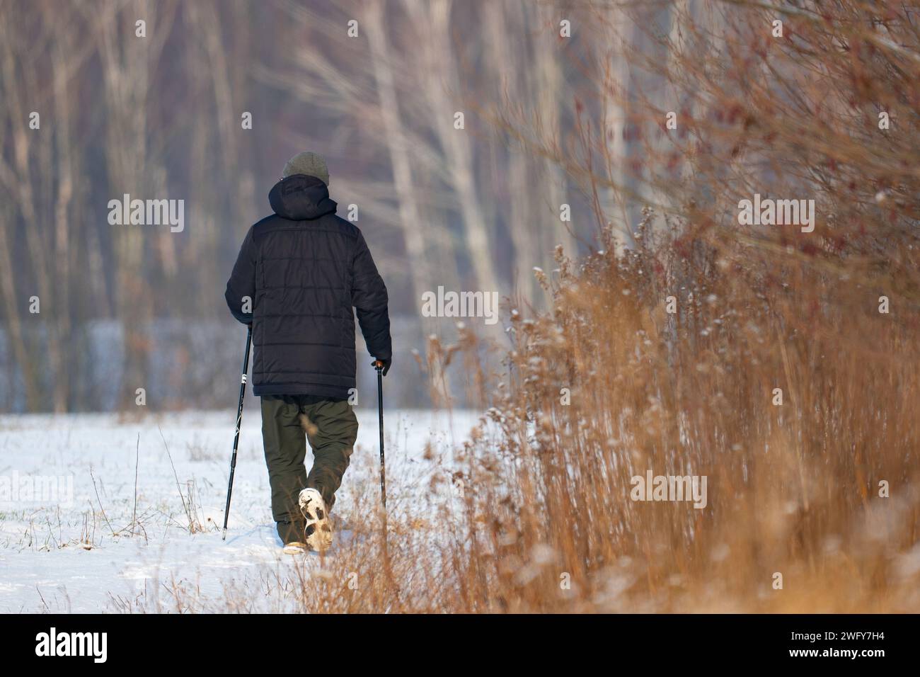 Un uomo che pratica nordic walking in inverno Foto Stock