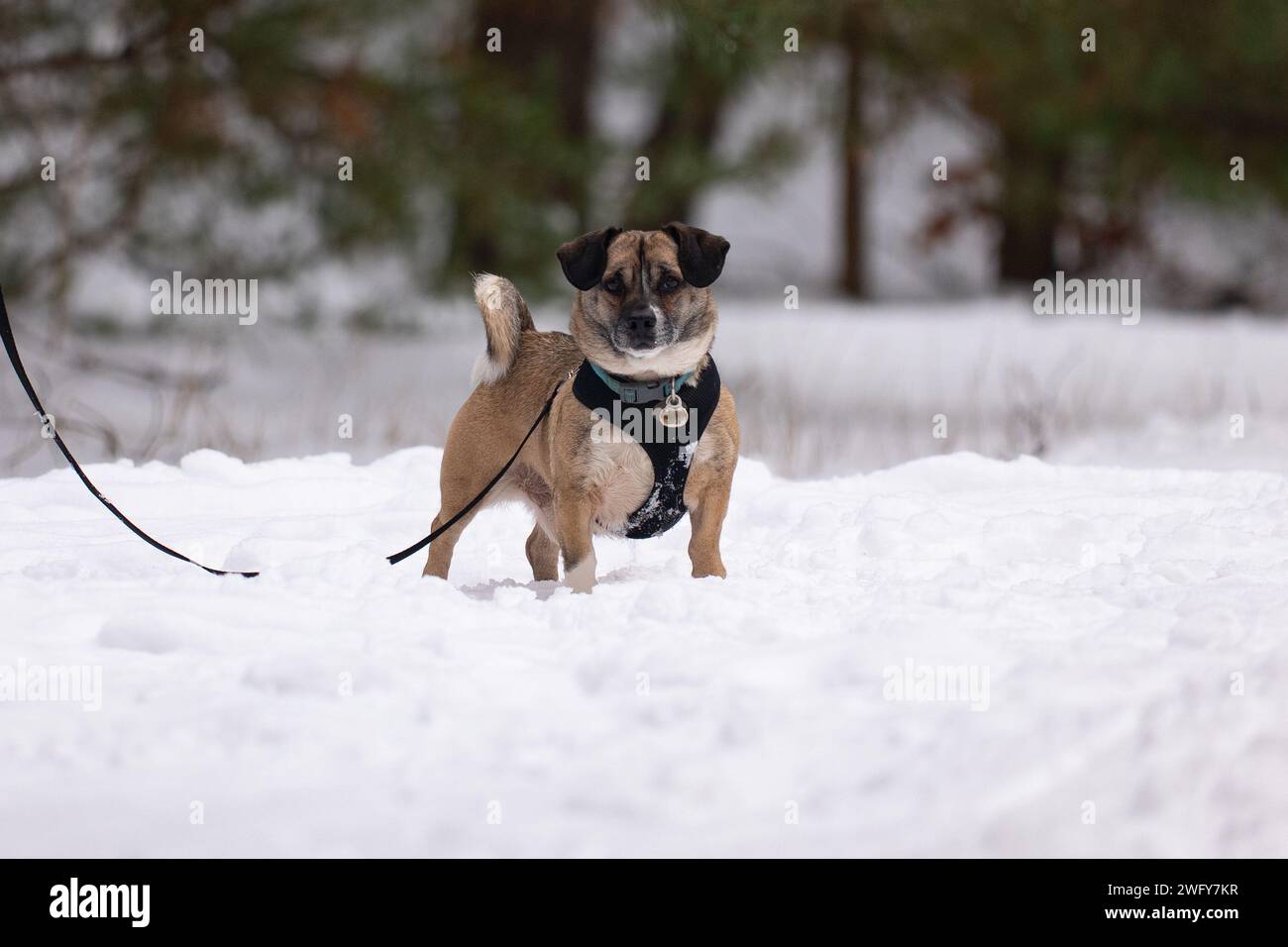 Piccolo cane sulla neve Foto Stock