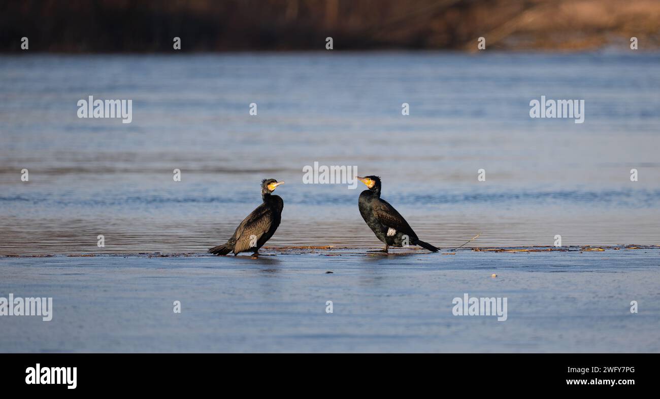 Due cormorani sul fiume, il fiume Narew in Polonia Foto Stock