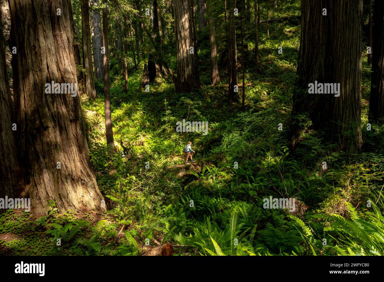 L'escursionista sale la collina tra le sequoie giganti nel Redwood National Park Foto Stock