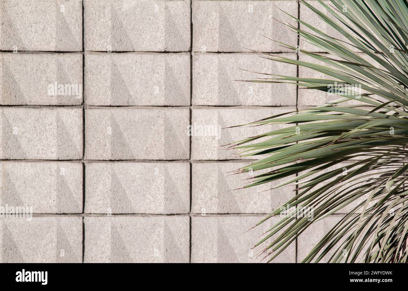 Moderno muro a blocchi con pianta di cactus yucca Foto Stock