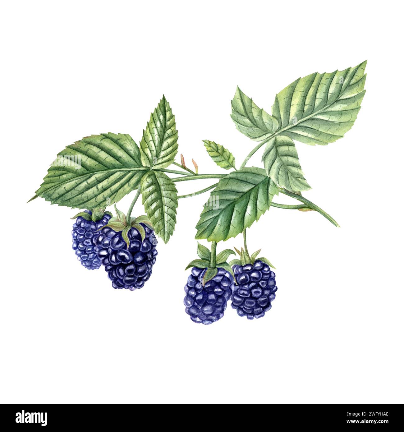 Ripe blackberry in filiale. Vegetazione lussureggiante. Juicy Bramble con foglie. Frutti di bosco e da giardino. Dewberry. Illustrazione acquerello. Per il modello Foto Stock