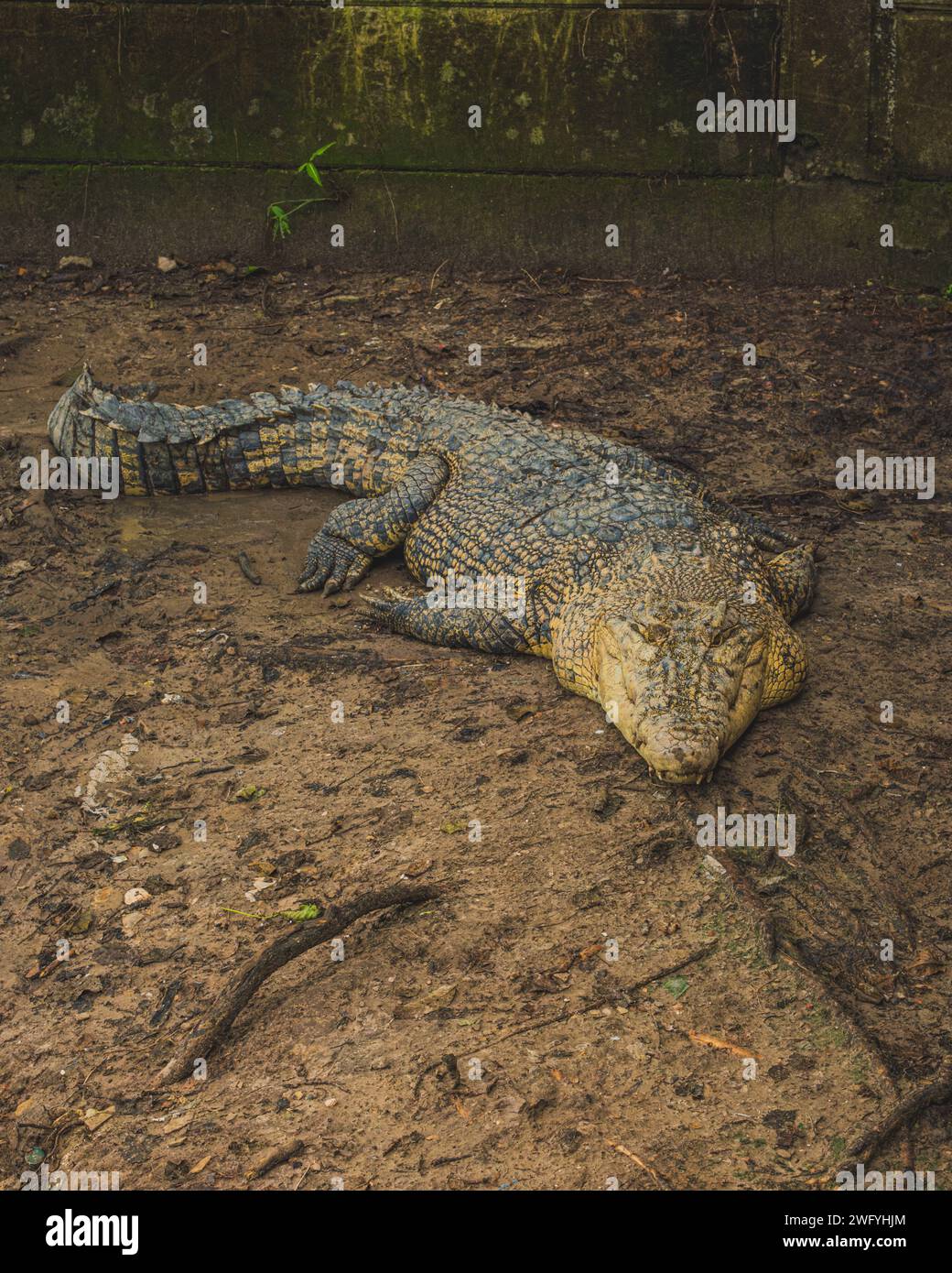 Il coccodrillo si riposa all'interno del muro di conservazione. Foto Stock