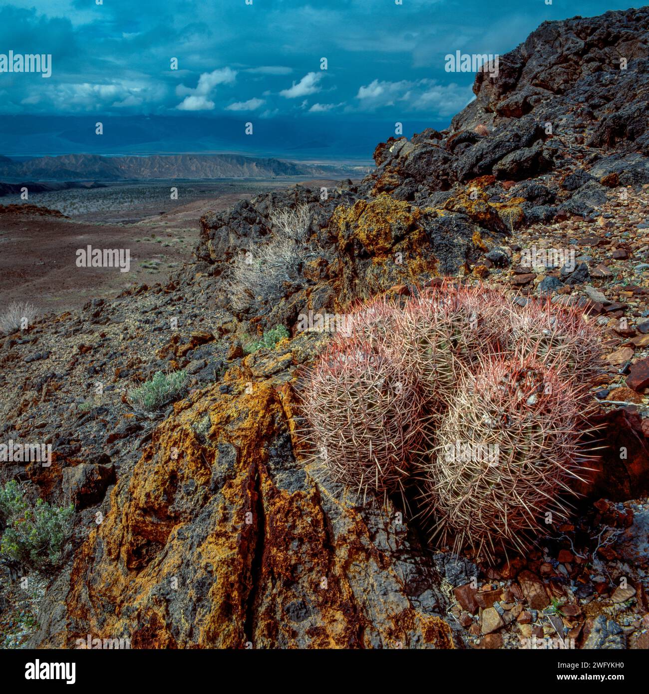 Clearing Storm, Cottontops, Echinocactus polycephalus, Echo Canyon, Death Valley National Park, California Foto Stock