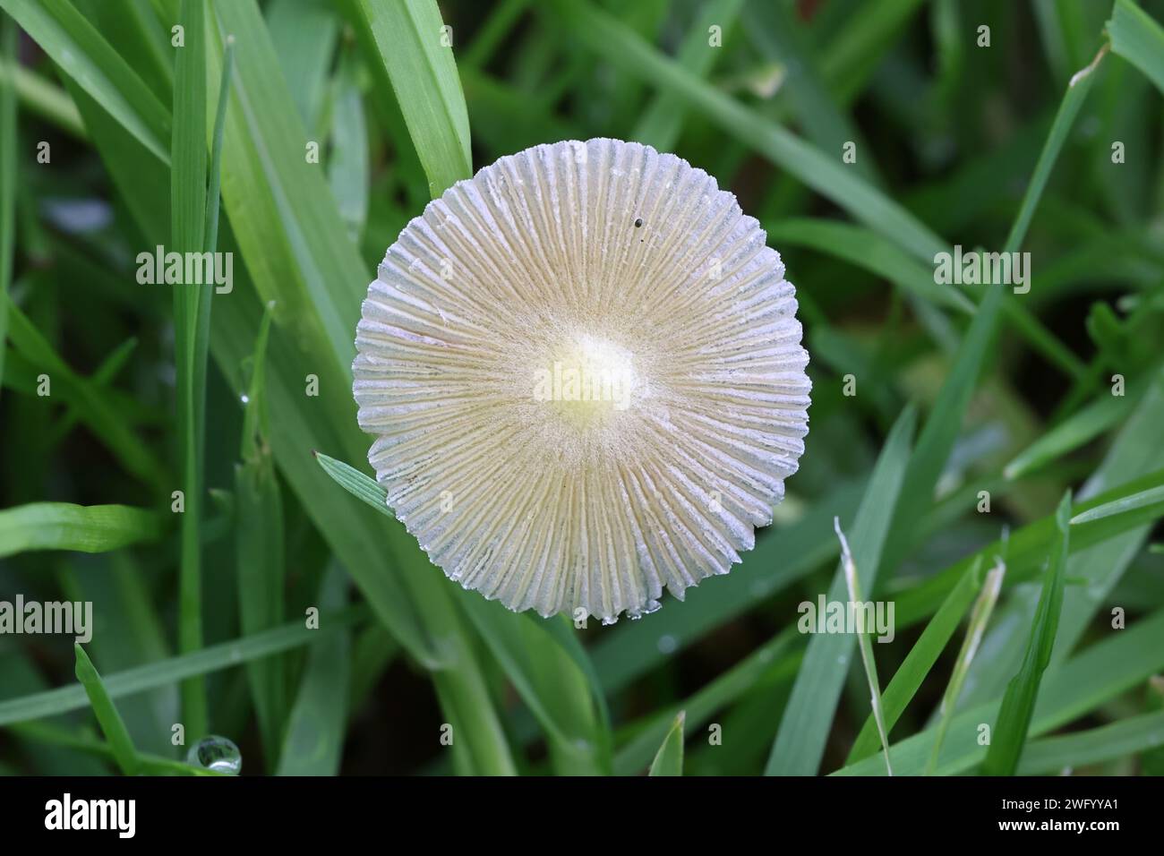 Bolbitius titubans, noto anche come Bolbitius vitellinus, comunemente chiamato Fieldcap giallo o tuorlo d'uovo Fieldcap di funghi selvatici dalla Finlandia Foto Stock