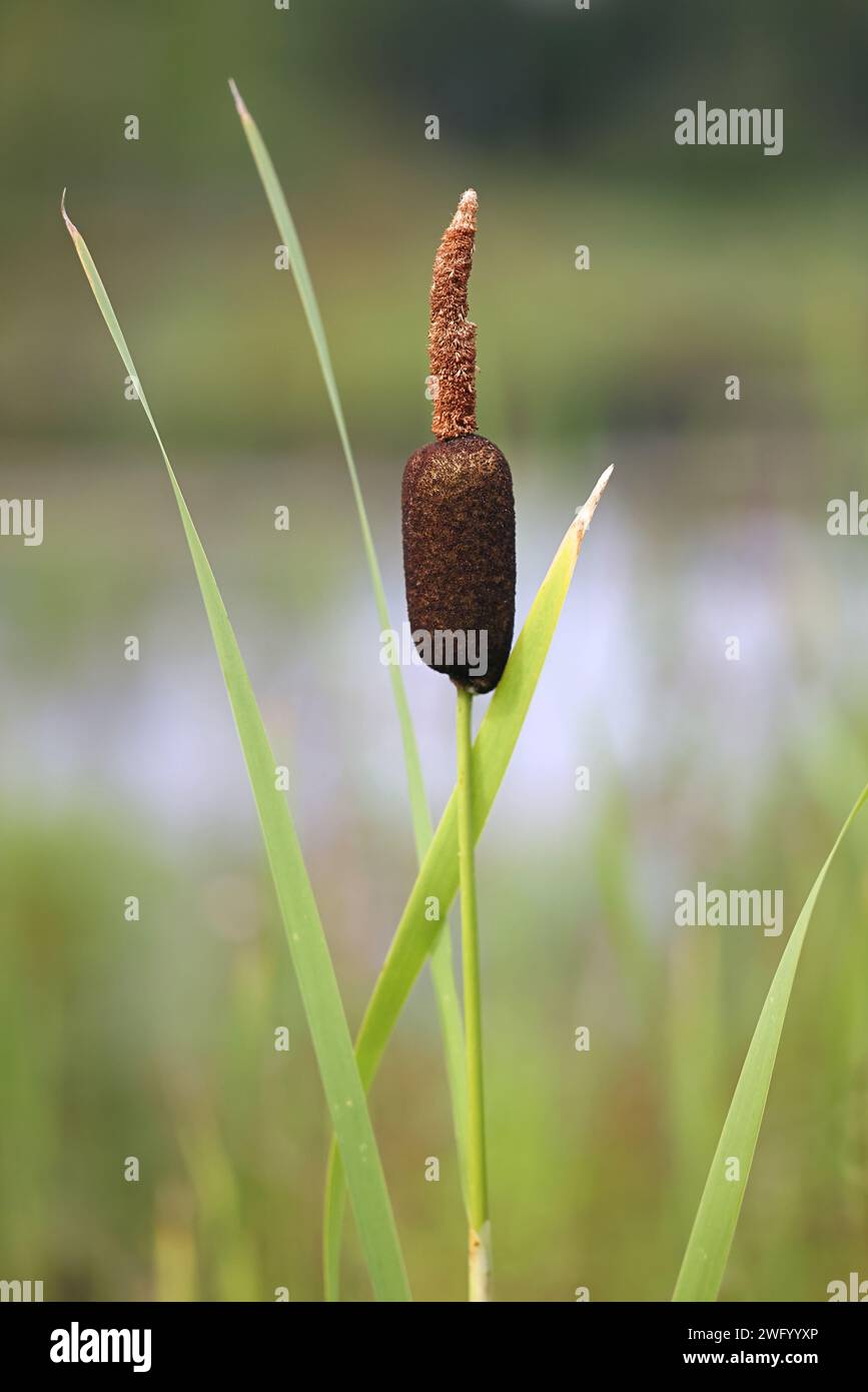 Bulrush, Typha latifolia, noto anche come coda di latifoglie o grande macigno, pianta selvatica proveniente dalla Finlandia Foto Stock