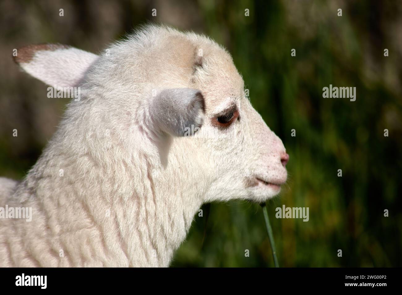testa di un giovane agnello bianco con le sue orecchie e la vista laterale degli occhi Foto Stock