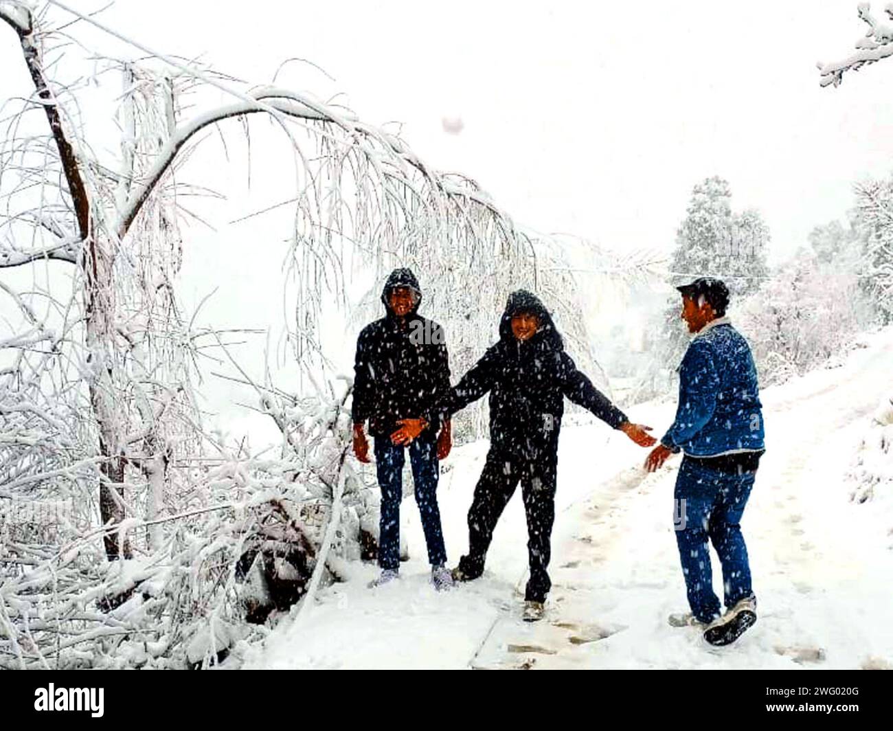 Mandi, India. 2 febbraio 2024. MANDI, INDIA - 1 FEBBRAIO: Valle di Jiuni del distretto di Mandi coperta da forti nevicate fresche, il 1 febbraio 2024 a Mandi, India. (Foto di Birbal Sharma/Hindustan Times/Sipa USA ) credito: SIPA USA/Alamy Live News Foto Stock