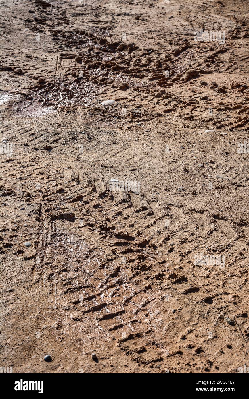 Giacimento di terra invecchiato con numerosi cingoli radicati nel terreno Foto Stock