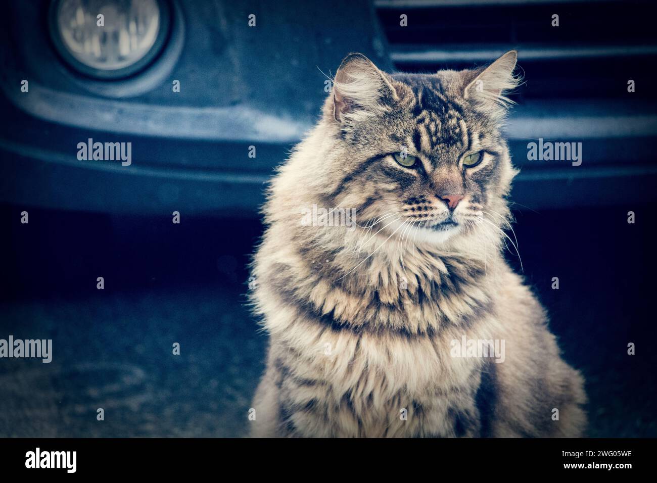 Un primo piano di un gatto che guarda in lontananza Foto Stock