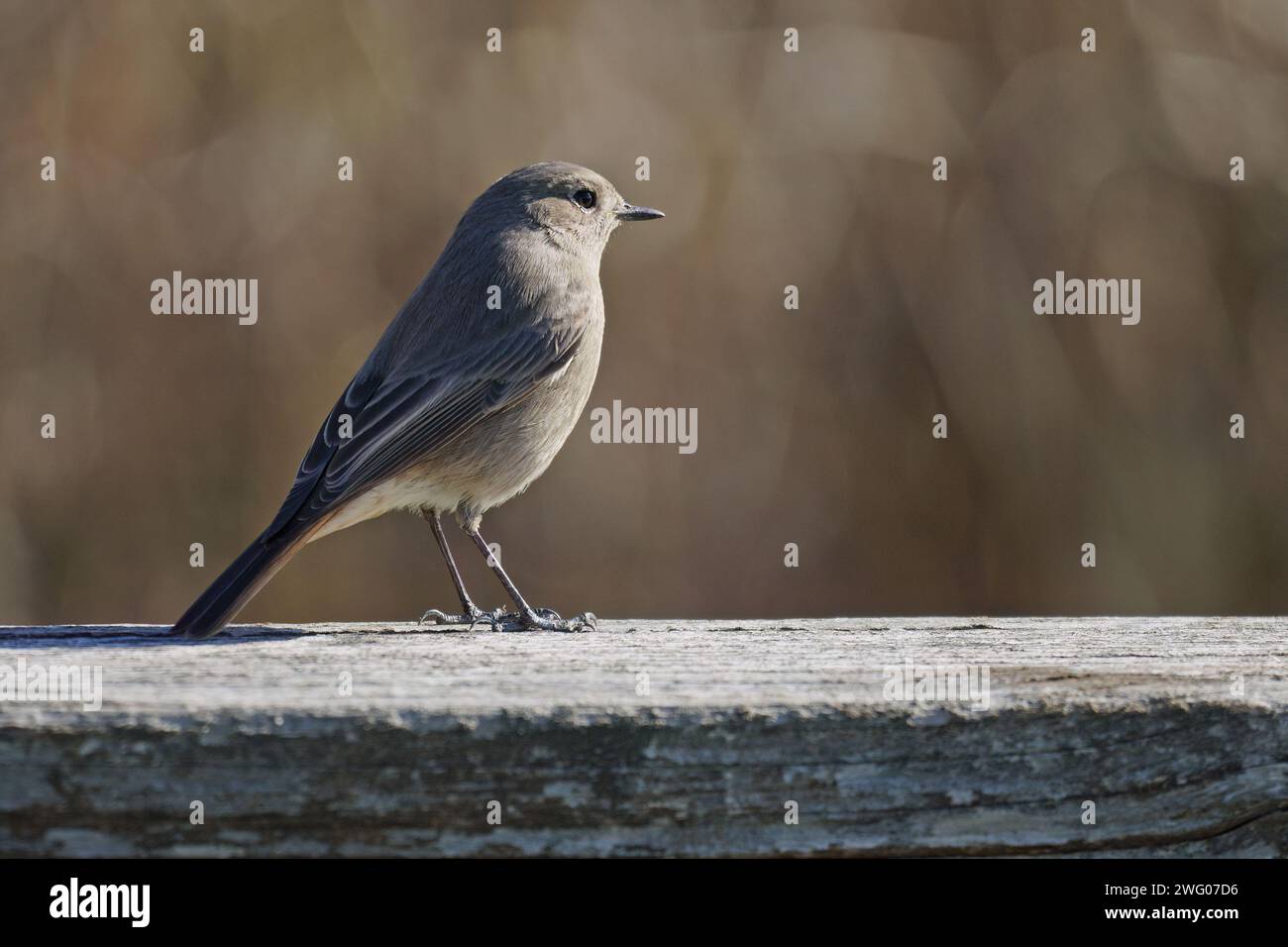 un esemplare adulto di flycatcher maculato poggia su una recinzione di legno nella sua caratteristica postura verticale Foto Stock