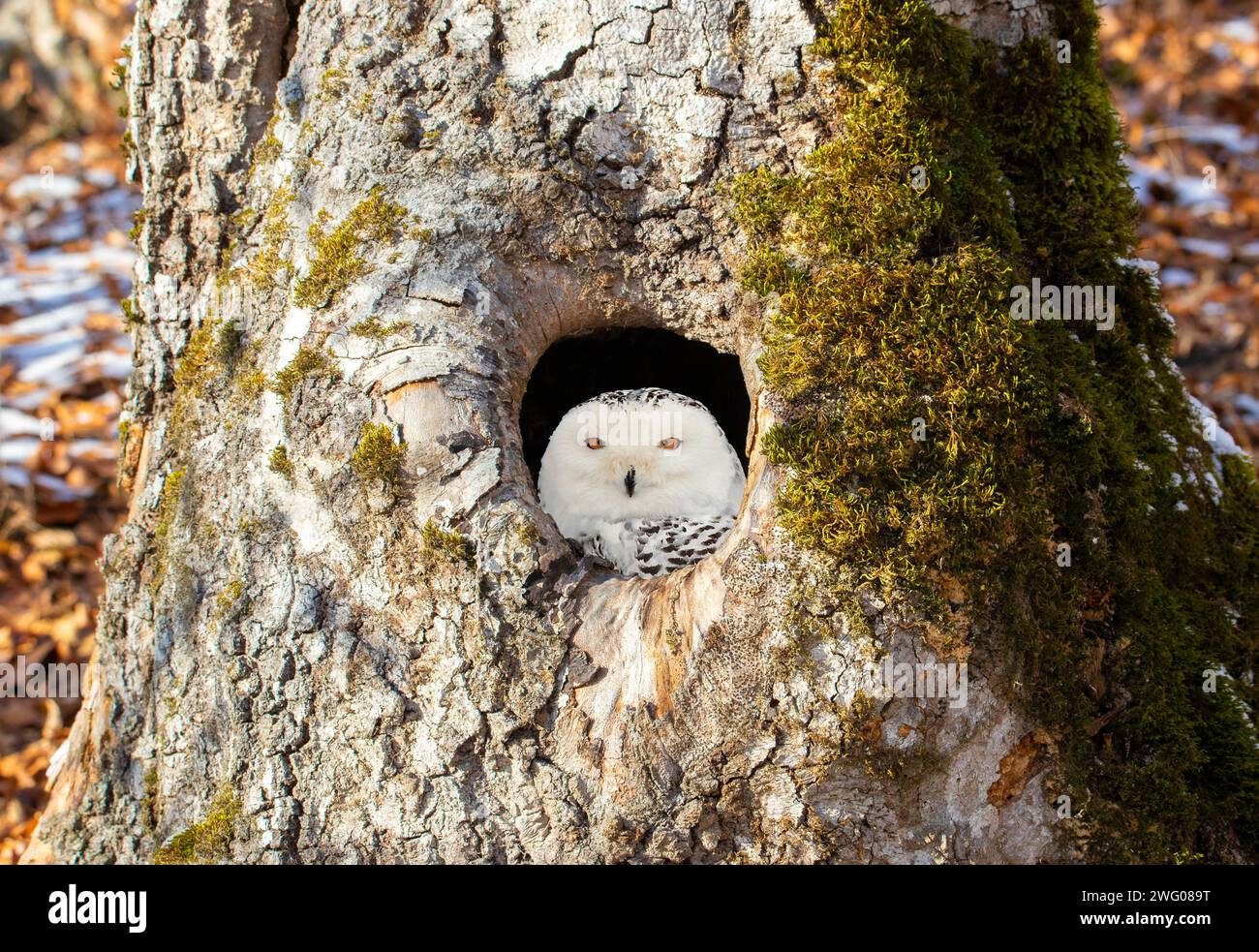 Un birdwatching Bubo scandiacus da una cavità su un albero Foto Stock