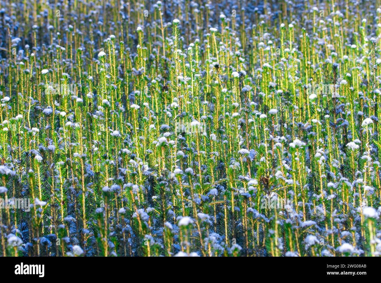 Un primo piano con molte piantine di abete in un vivaio d'inverno Foto Stock