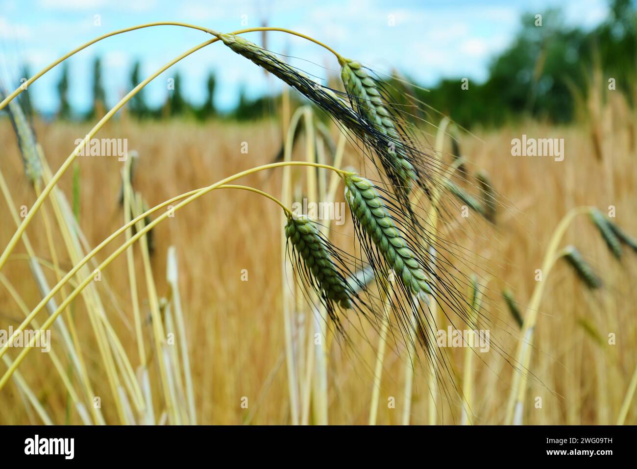 Emmer Foto Stock