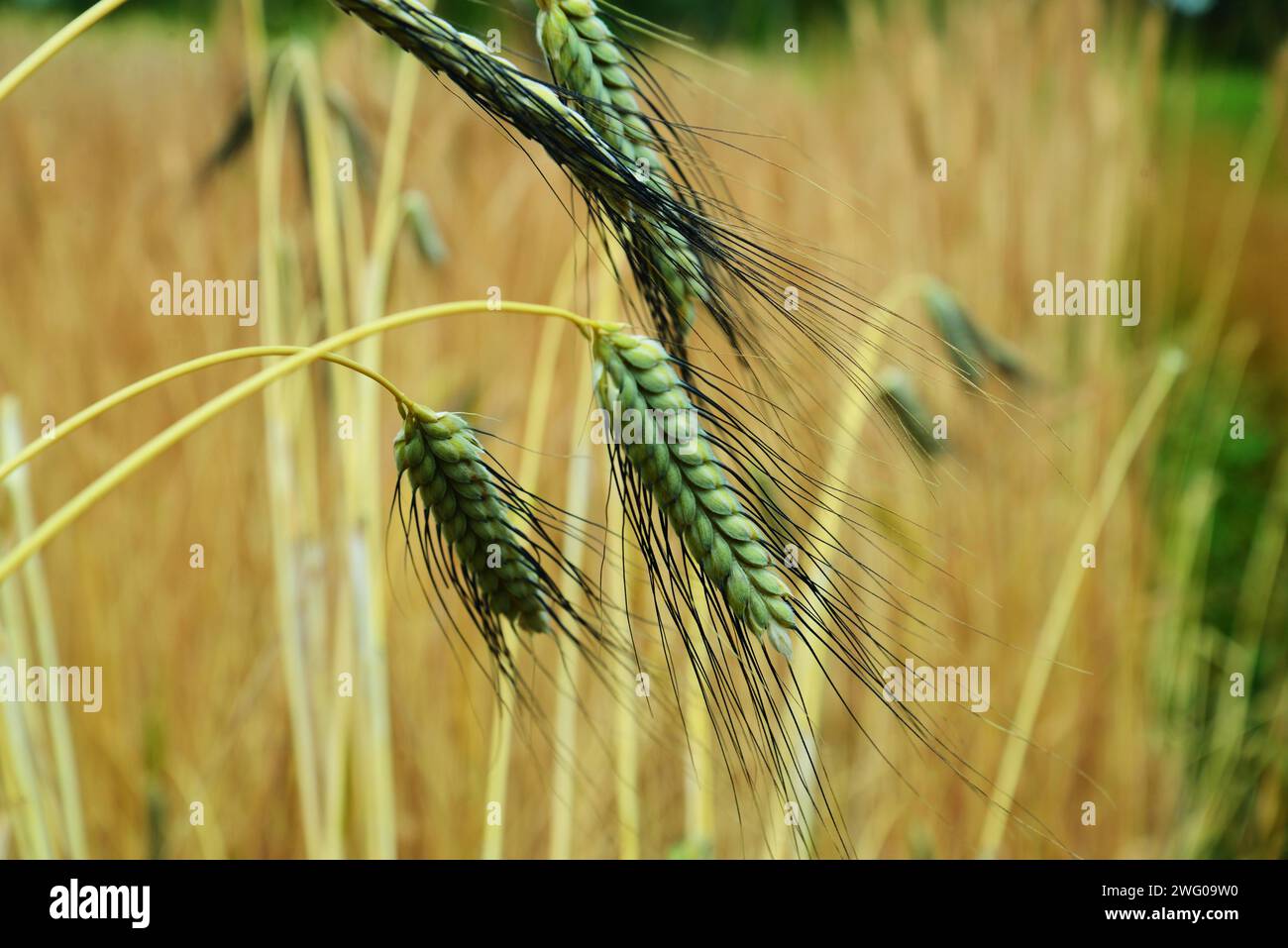 Emmer Foto Stock