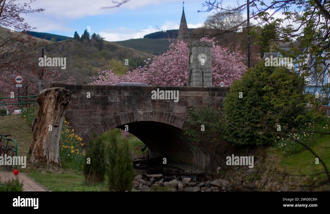 Dollar, Scozia (Torre dell'orologio, ponte e albero di ciliegio) Foto Stock