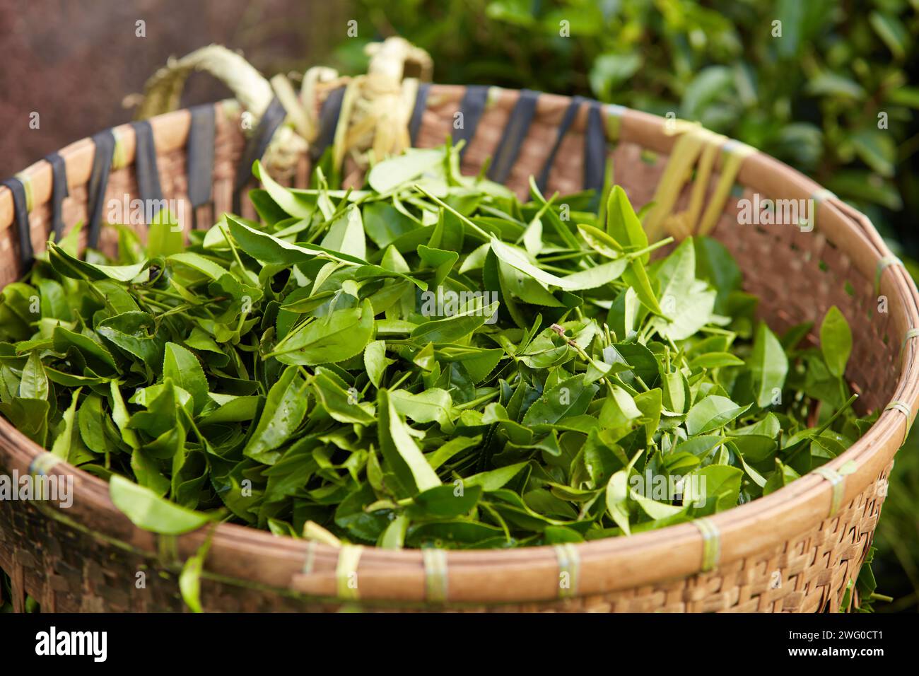 Molte foglie di tè verde disposte in un cestino di bambù. Per promozioni sui prodotti estratti da foglie di tè verde Foto Stock