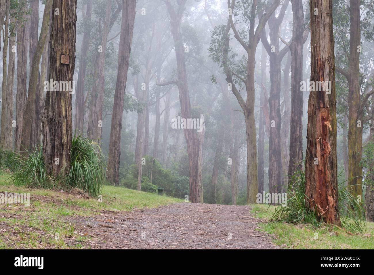 Gli alberi di One Tree Hill Foto Stock