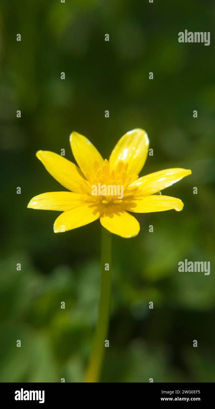 Fiore giallo brillante nella pianta selvatica Foto Stock