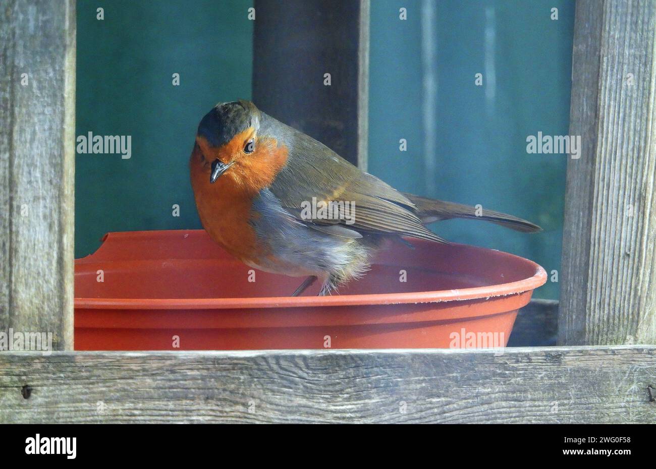 Un Robin sta in un alimentatore e in un tavolo per uccelli e cerca qualsiasi pericolo Foto Stock