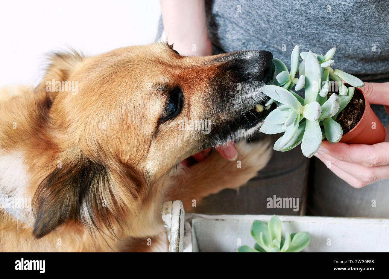 Giocoso cucciolo tenta di prelevare un piante succulente dal giardiniere. Bel cane Foto Stock