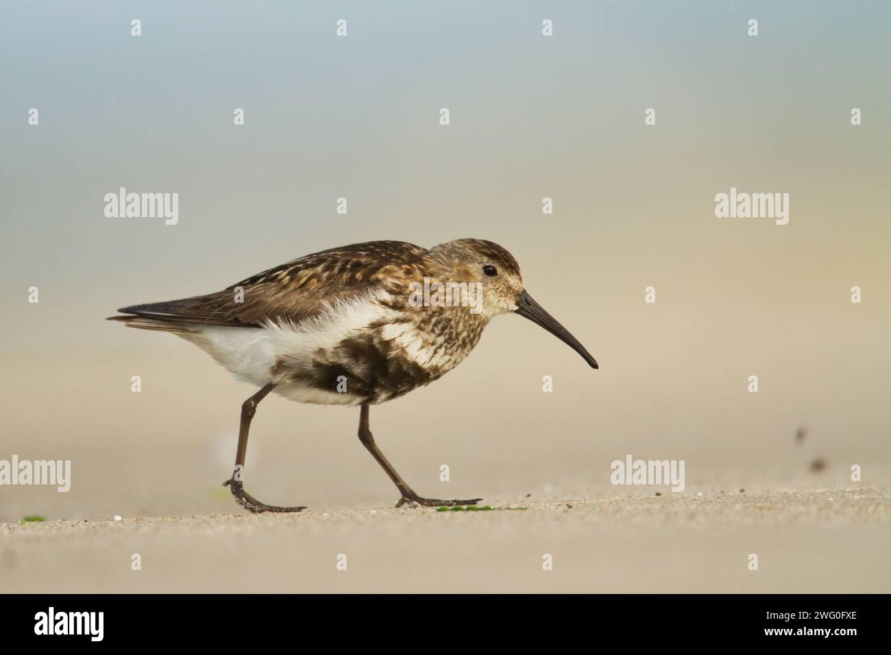 Uccello - Dunlin Calidris alpina uccello migratorio adulto, uccello adulto shorebird Mar Baltico, Polonia Europa Foto Stock