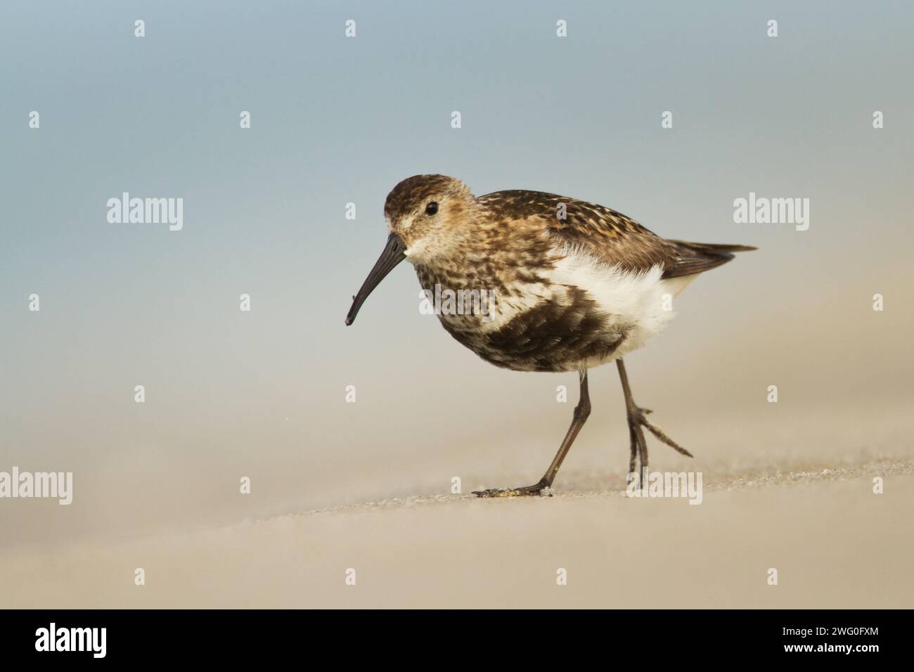 Uccello - Dunlin Calidris alpina uccello migratorio adulto, uccello adulto shorebird Mar Baltico, Polonia Europa Foto Stock