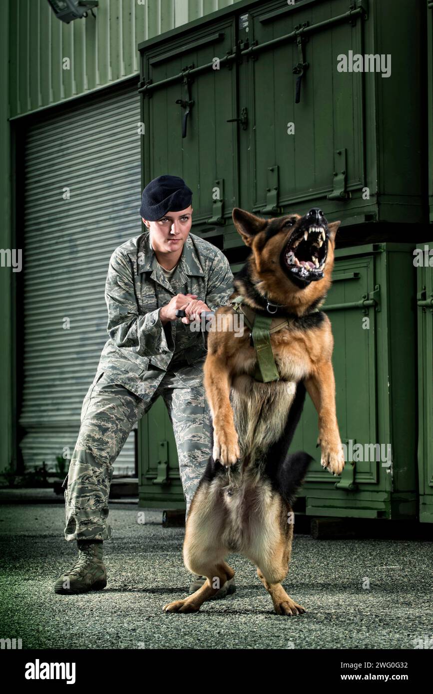 Una donna caucasica Airman delle forze di sicurezza dell'aeronautica militare in uniforme dà al suo cane da lavoro militare un comando per attaccare. Foto Stock