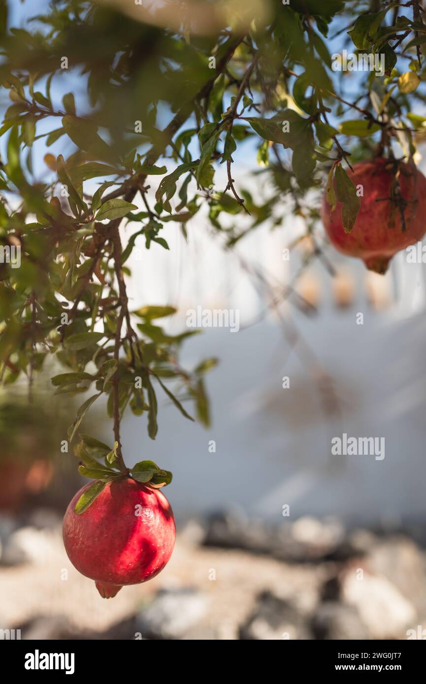 Frutti di melograno maturi che crescono sui rami degli alberi a Santorini Foto Stock