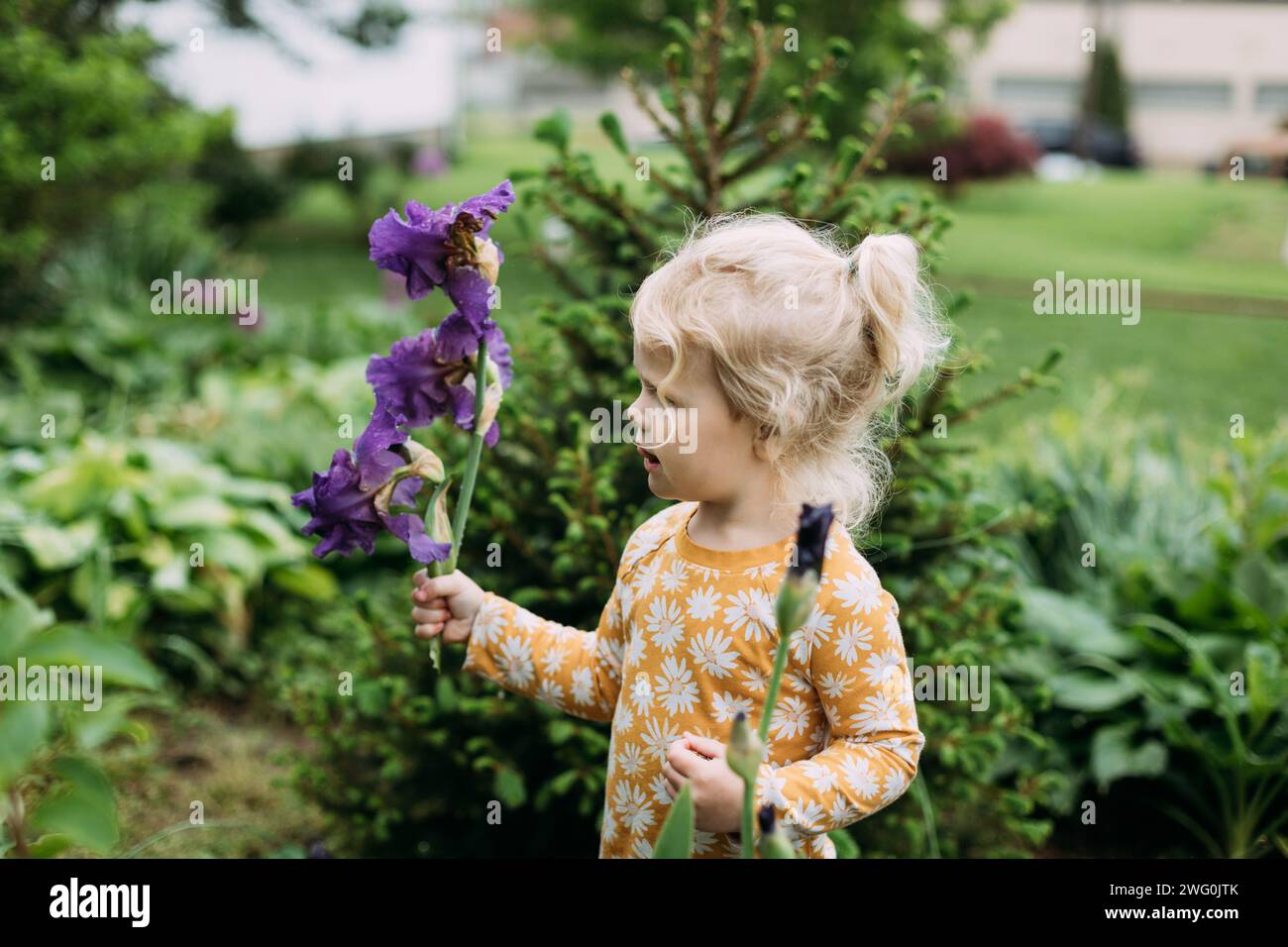 Bambino piccolo che tiene il fusto di Iris viola nel giardino di casa Foto Stock