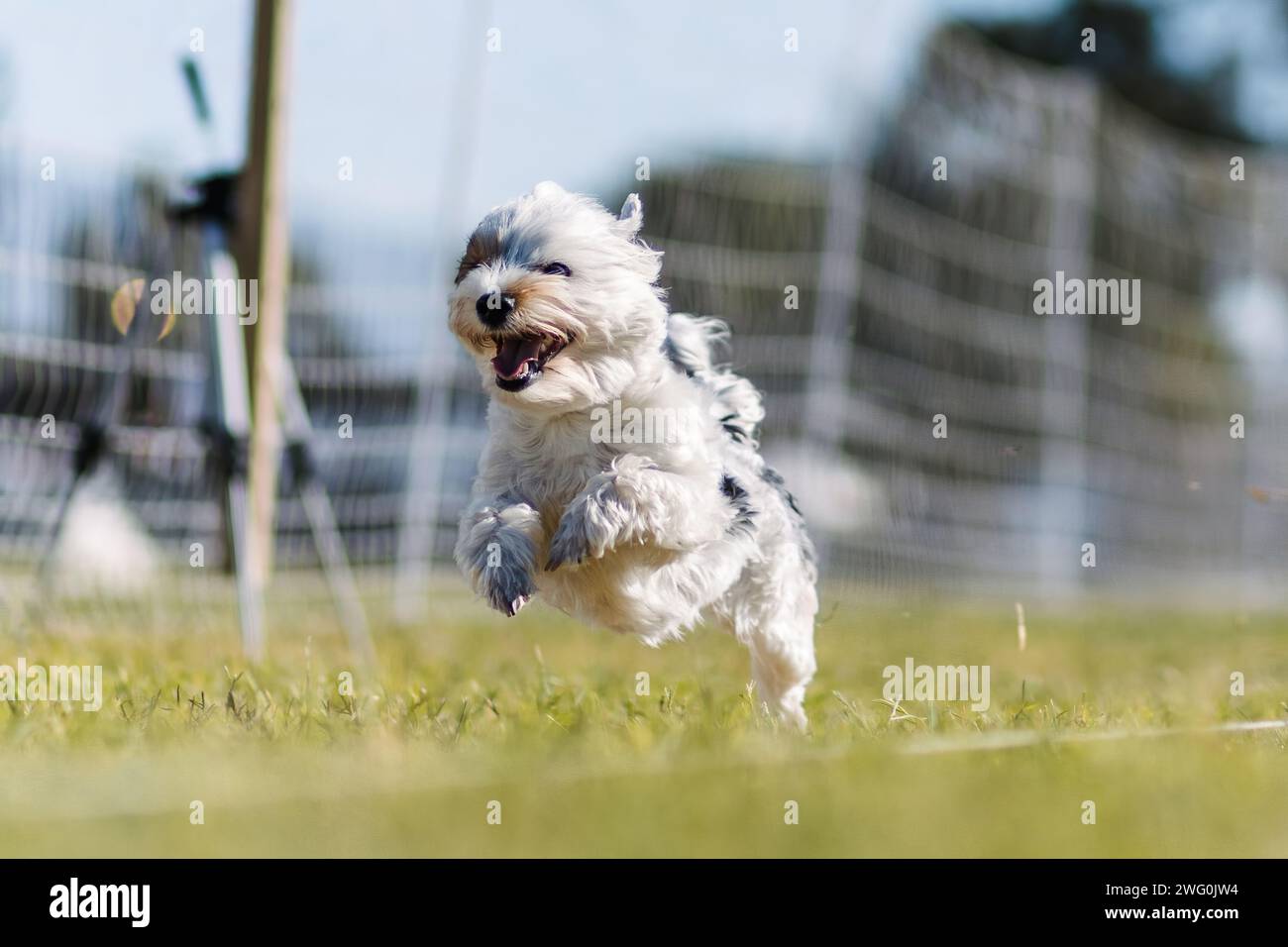 Piccolo cane terrier che corre attira lo sport del cane da corsa Foto Stock
