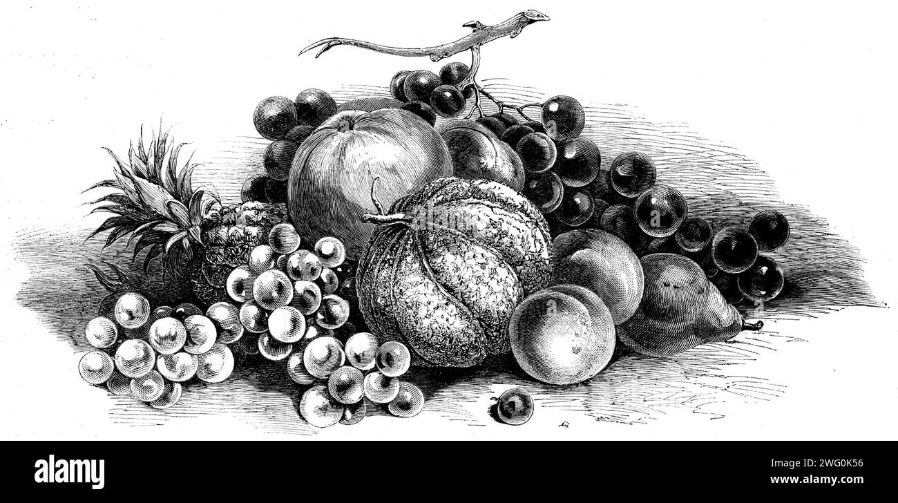 Esposizione internazionale di frutta, verdura, ecc., negli orti della Horticultural Society - premio Fruit, 1862. "Oltre ai contributi nazionali, di dimensioni e qualità eccezionali, vi erano frutta e verdura provenienti dalla Francia, dall'Italia, dal Belgio, dalla Danimarca, dalla Norvegia, Amburgo, Altona, Svezia, e persino dalla Lapponia... lo spettacolo inglese era magnifico, ma trovò formidabili rivali negli esemplari continentali, che, va ricordato, erano tutti coltivati all'aria aperta... il gruppo di frutta include uva muscadina reale, dai giardini di Chiswick; ananas, melone e altri frutti Foto Stock