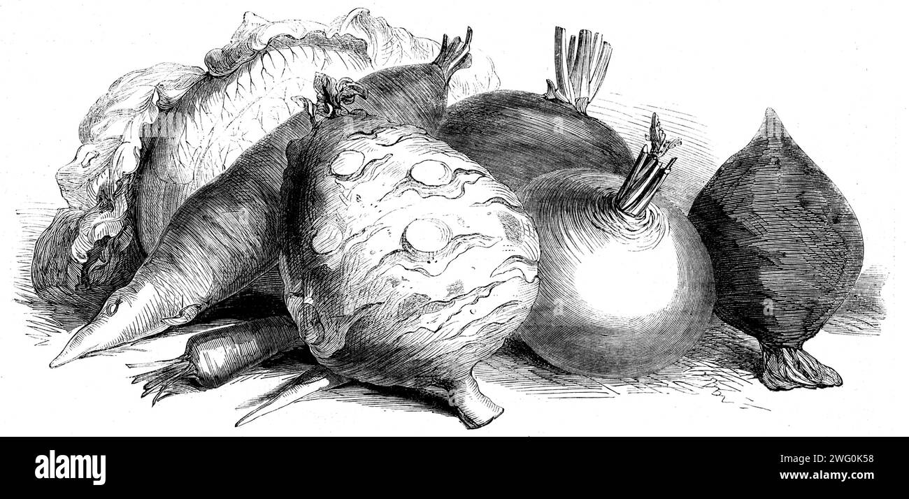 Esposizione internazionale di frutta, verdura, ecc., negli orti della Horticultural Society - Cattle food, 1862. "Oltre ai contributi nazionali, di dimensioni e qualità eccezionali, vi erano frutta e verdura provenienti dalla Francia, dall'Italia, dal Belgio, dalla Danimarca, dalla Norvegia, Amburgo, Altona, Svezia e persino dalla Lapponia... lo spettacolo inglese era magnifico, ma trovò formidabili rivali negli esemplari continentali, che, va ricordato, erano tutti coltivati all'aria aperta... Gli esemplari di cibo per bestiame figurati sono: Un cavolo premio, mangold wurtzel (allungato), carote, kohl rabi, mangold wu Foto Stock