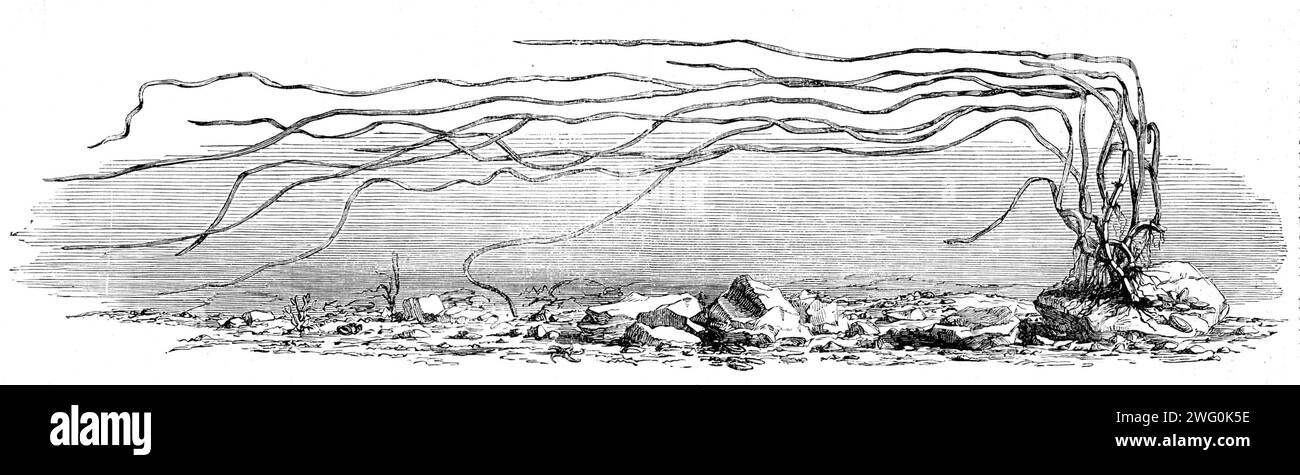 Il porto turistico di Zostera, o erba-wrack, il sostituto proposto dal signor Harben per il cotone, 1862. La guerra civile americana ha influenzato le importazioni di cotone necessarie per sostenere l'industria tessile britannica. "Il raccolto [Zostera marina, un tipo di agrume] non è quello che può essere seminato e raccolto come cotone; dipendiamo interamente da ciò che il mare getta e dobbiamo impiegarlo nello stato presentato. Pertanto, sebbene le alghe marine siano una materia prima molto economica, la zostera può diventare una materia prima costosa». Da "Illustrated London News", 1862. Foto Stock